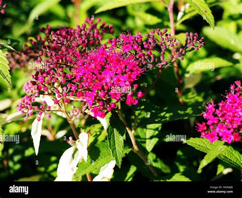 Spiraea Japonica Anthony Waterer Japanese Meadowsweet Japanese