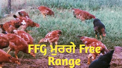 Free Range Desi Murgi Palan Punjab YouTube