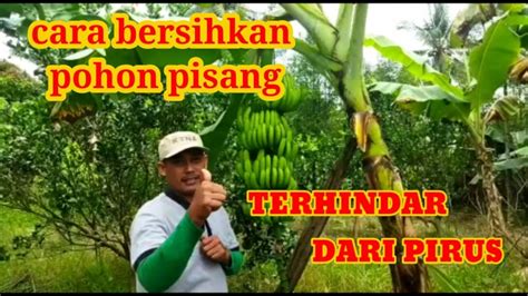 Cara Membersihkan Daun Pisang Supaya Buahnya Besar Dan Bebas Dari