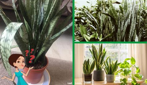 Snake Plant Leaves Curling Inward Understanding Why