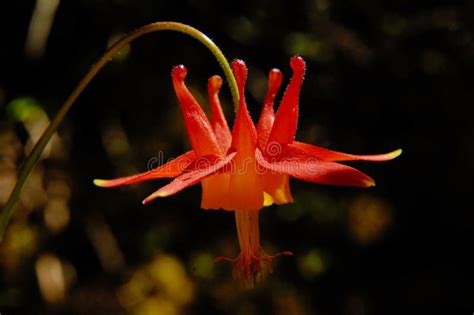 Red columbine flower stock photo. Image of season, summer - 6309774