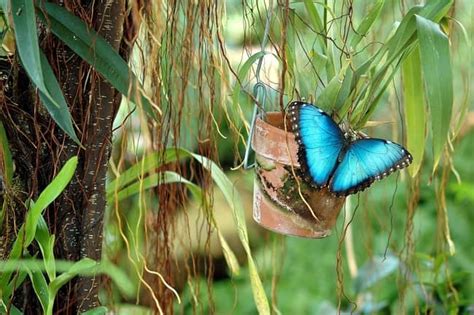 Significado De La Mariposa Negra Con Azul ¿qué Simboliza Balance Espiritual Blog De