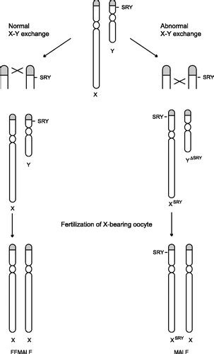 Sex Determination And Gonadal Development In Mammals Physiological