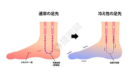 血液循环插画血液循环卡通血液循环插图手绘板绘摄图网