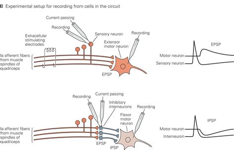 What Is Inhibitory And Excitatory Neurons At Joshua Yocum Blog