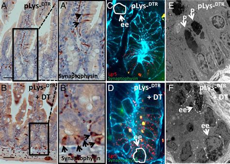 Enteroendocrine And Tuft Cells Support Lgr Stem Cells On Paneth Cell