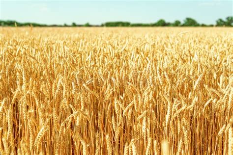 Ripe Golden Color Wheat On The Field Stock Photo Image Of Land