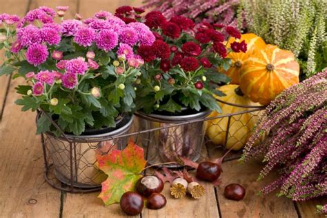 Can T Let Go Of Summer Here Are 17 Autumn Flowering Bulbs For Late