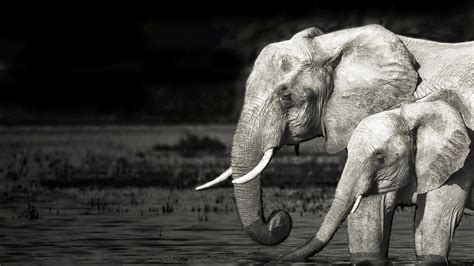 Black And White Elephant Wallpapers 4k Hd Black And White Elephant Backgrounds On Wallpaperbat