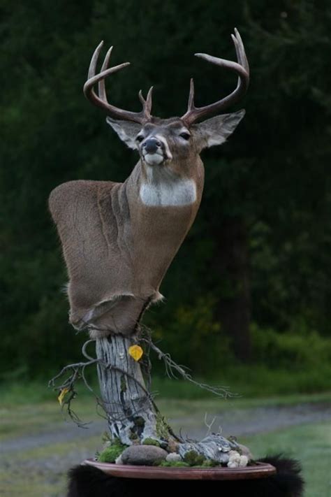 318 Best Whitetail Mounts Images On Pinterest Taxidermy Big Game