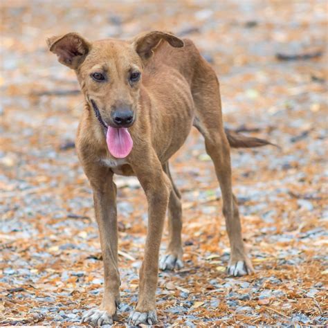 Cão Desnutrido Cuidados E Alimentação Indicada