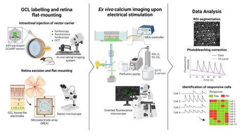 Calcium Imaging In Electrically Stimulated Flat Mounted Retinas