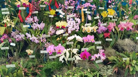 Abc Radios Annette Mcfarlane Talks Gardening At Nundah Library Nundah News