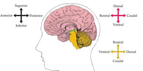 Neuro Quiz 2 Flashcards Quizlet