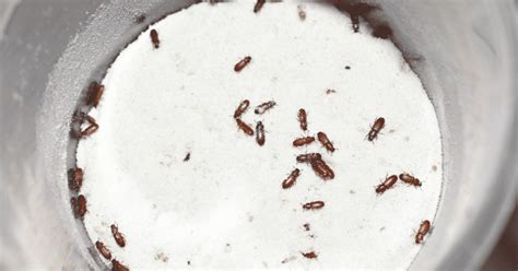 How To Get Rid Of Flour Beetles In The House