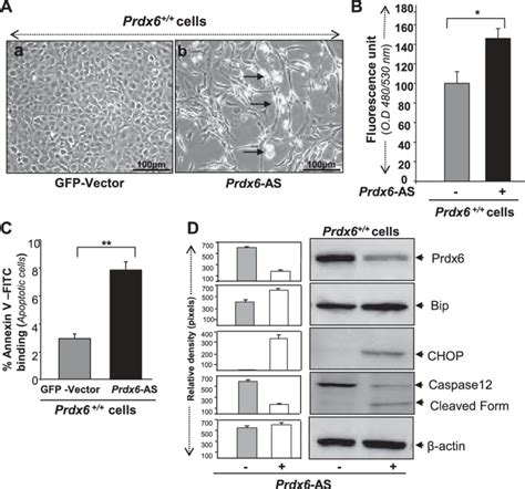 A Photomicrograph Of Prdx6 Cells Following Transfection With Either Download Scientific