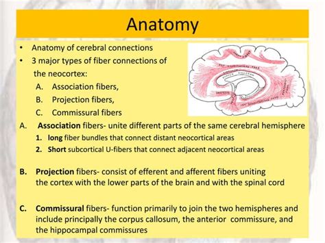 Disorders Of Corpus Callosum Ppt