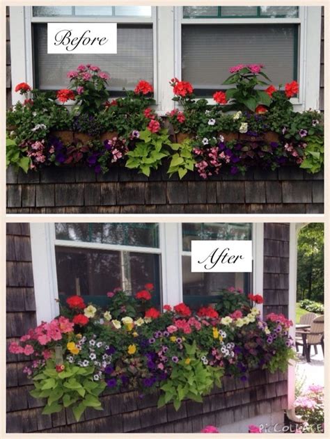 Pin Tillagd Av Tracey S Lannigan P Windowboxes Using Pamela