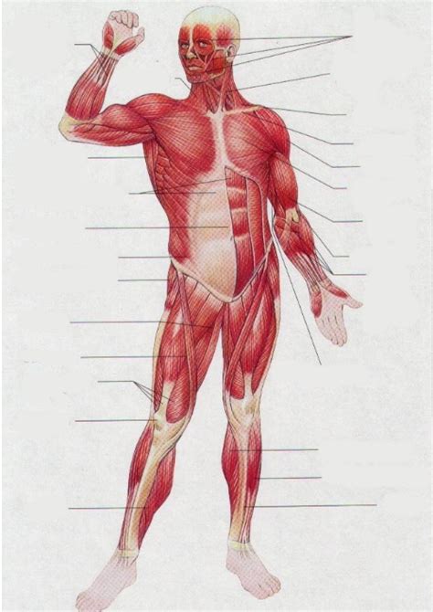 Anatomy Muscle Quiz Front Diagram Quizlet