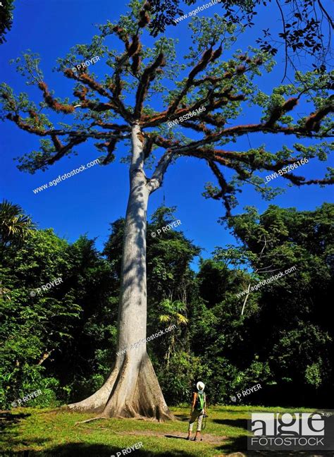 Kapok Tree Ceiba Pentandra Sacred Tree In Tirak Wood Guatemala Stock