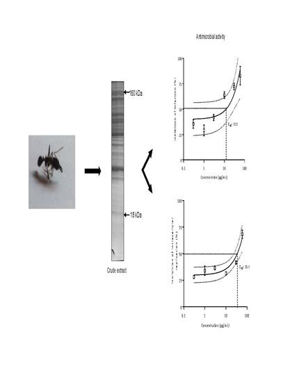 Toxins Free Full Text Biological And Enzymatic Characterization Of Proteases From Crude