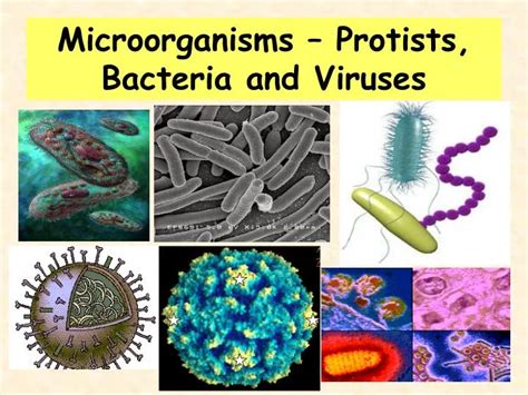 Viruses Powerpoint