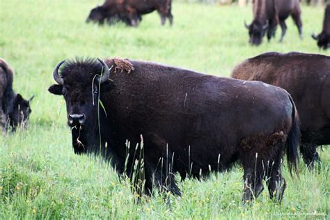 Discovering Wildlife At Elk Island National Park In Alberta World