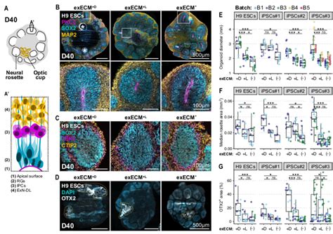 At D40 The Organoid Tissue Is Mostly Comprised Of Dorsal Cortical