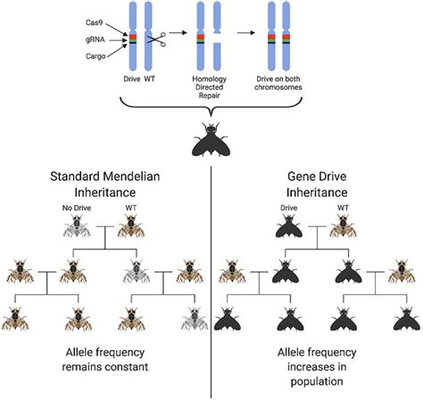 Frontiers Manipulating Insect Sex Determination Pathways For Genetic