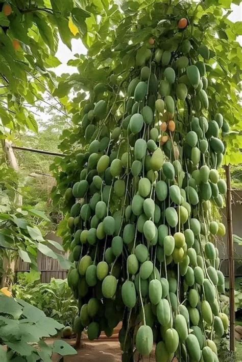 cay xoai thai bi quyet trong va cham soc hieu qua