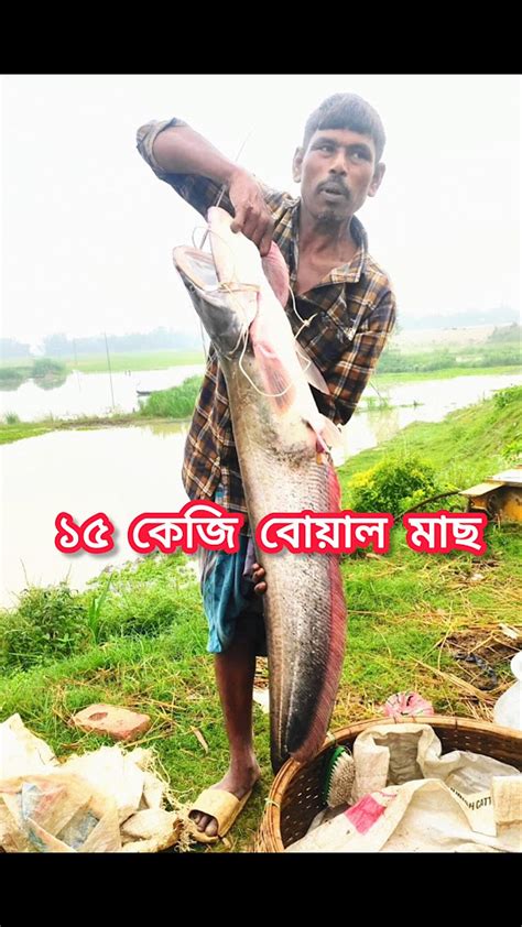 বিশাল বড়ো বোয়াল মাছ। Bangladesh Fish New মানিকগঞ্জ মাছ