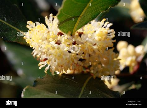 Bay Blossom In The Garden The Bay Laurel Laurus Nobilis Of The Plant