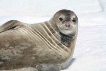 Weddell Seal Facts