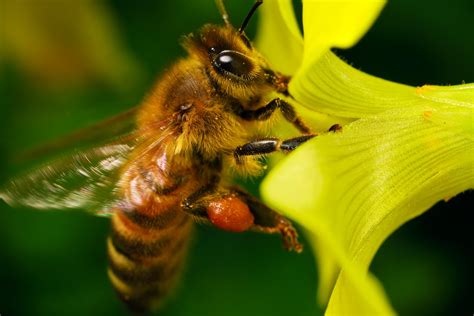 Collecting Pollen by dalantech on DeviantArt