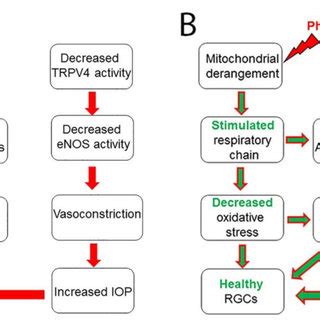 A Schematic Representation Of Putative Protective Effects On Cell