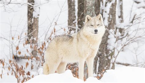 Parc Omega - Montebello tickets | Quebec Attractions