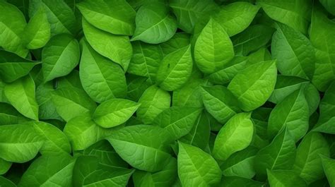 Fondo De La Naturaleza Textura De Hoja Verde Vibrante Textura Del