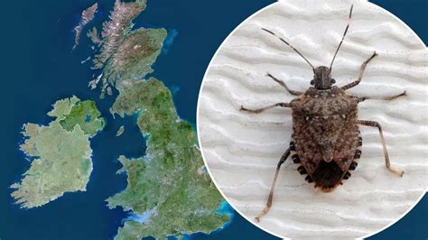 Stink Bug Set To Flood British Homes And Six Other Pests That Arrived From Abroad Mirror Online