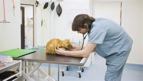 Hepatic Lipidosis (Fatty Liver Disease) In Cats: Symptoms, Causes ...