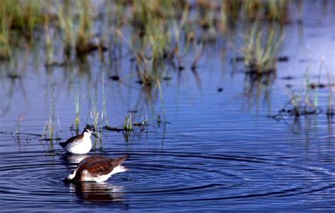 Wilson's Phalarope - Phalaropus tricolor | Wildlife Journal Junior