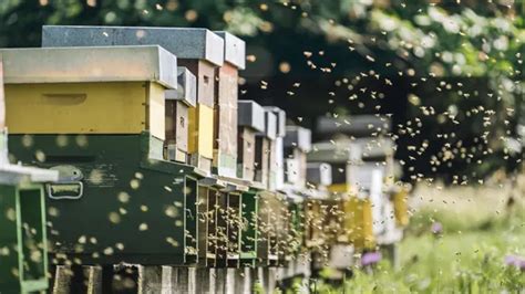 Starting Your Bee Farm: A Beginner’s Guide to Beekeeping Basics ...