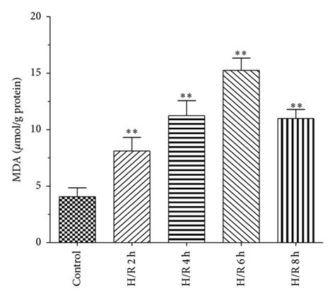 Effects Of Propofol On MDA In HBVSMC A Cells Were Exposed To Hypoxic