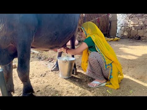 My Fast Vlog Buffalo Milking By Hand Buffalo Milking Video