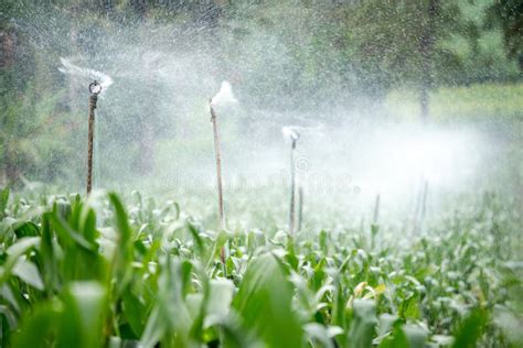 Sprinkler Head Watering On Green Corn Field Stock Photo Image Of