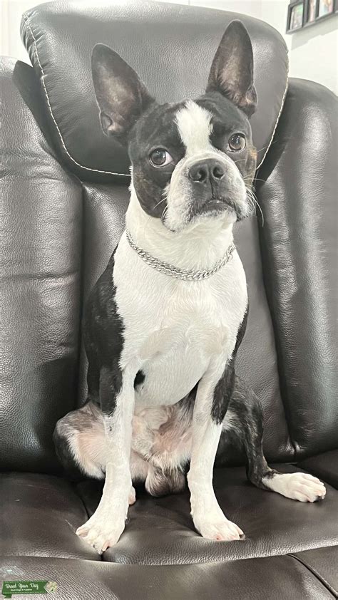 tuxedo boston terrier stud dog  florida thailand breed  dog