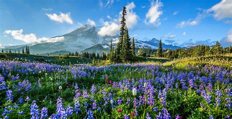 Flower Meadow And Mountains Wallpapers - Wallpaper Cave