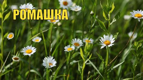 РОМАШКА. ПОЛЕЗНЫЕ СВОЙСТВА. 10 ФАКТОВ. РЕЦЕПТ ОТВАРА РОМАШКИ. - YouTube