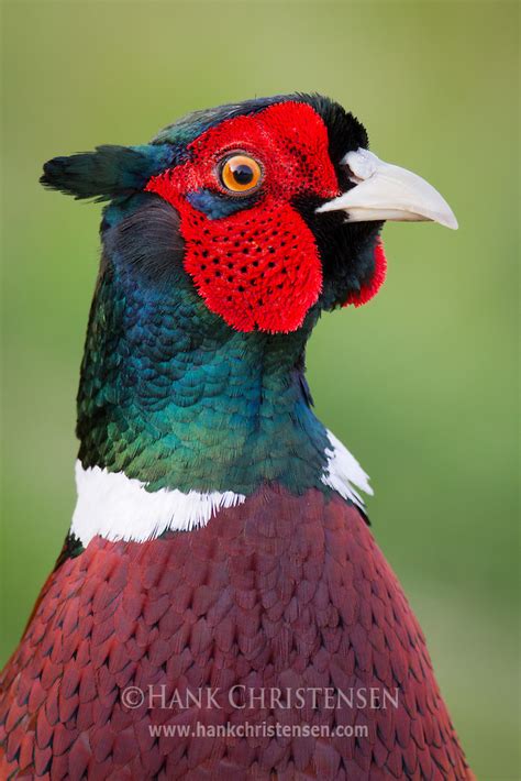 Ring-necked Pheasant