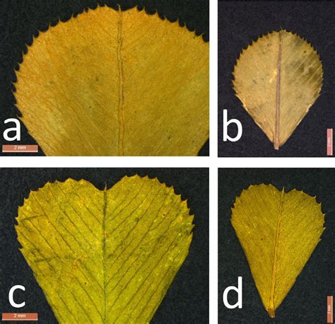 Examples Of Leaflets From Middle A C And Distal Leaves B D Of