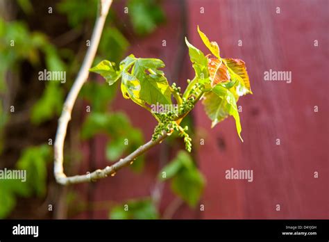 Poison Ivy Toxicodendron Radicans Is A Climbing Plant Common In